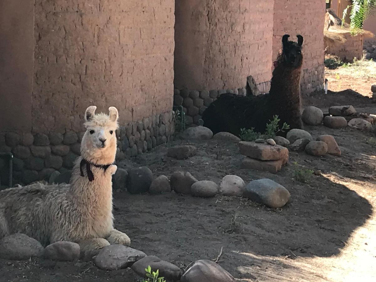 Eco-Lodge El Andinista San Pedro De Atacama Zewnętrze zdjęcie